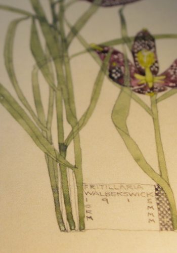 Charles Rennie Mackintosh - Fritillaria detail from Duille