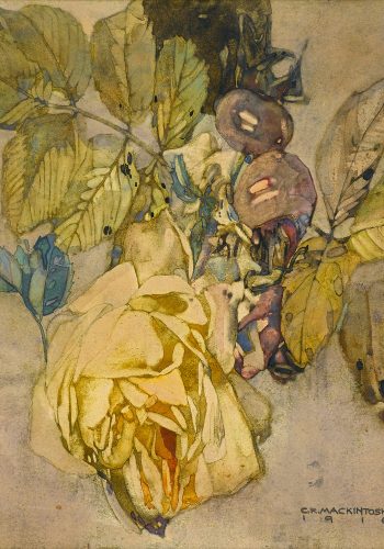 Winter Rose. Charles Rennie Mackintosh.