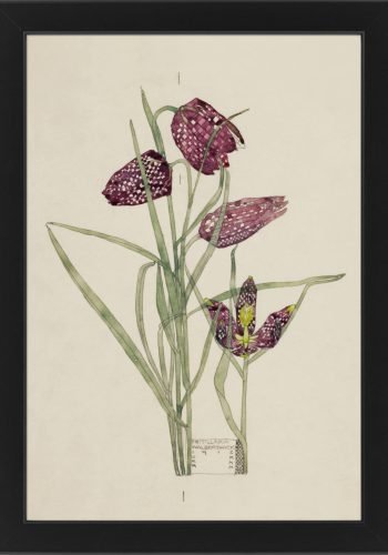 Framed: Fritillaria, Walberswick. Charles Rennie Mackintosh.