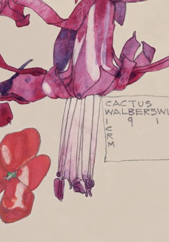 Detail: Cactus, Walberswick. Charles Rennie Mackintosh.