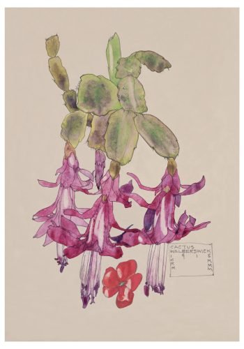 Cactus, Walberswick. Charles Rennie Mackintosh.