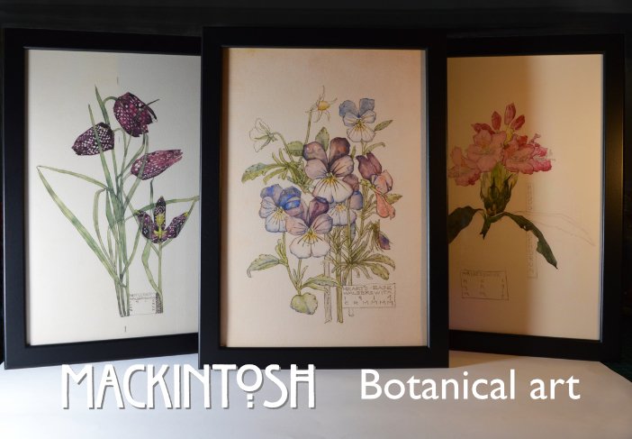 Mackintosh Botanicals